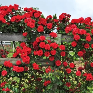 Don Juan Rose Bushes Live Starter Plants, Red Fragrant Climbing Rose, 1 Year Old, Well-Rooted, Outdoor Planting