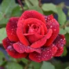 Don Juan Rose Bushes Live Starter Plants, Red Fragrant Climbing Rose, 1 Year Old, Well-Rooted, Outdoor Planting
