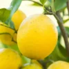 Dwarf Meyer Lemon Tree Live Plant, 1-2 FT Tall, Potted Citrus Bush, Sweet Lemons for Home Gardens