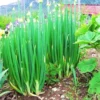 Egyptian Walking Onion Bulbs for Planting Outdoors - 10 Pack - Easy Grow Tree Plant