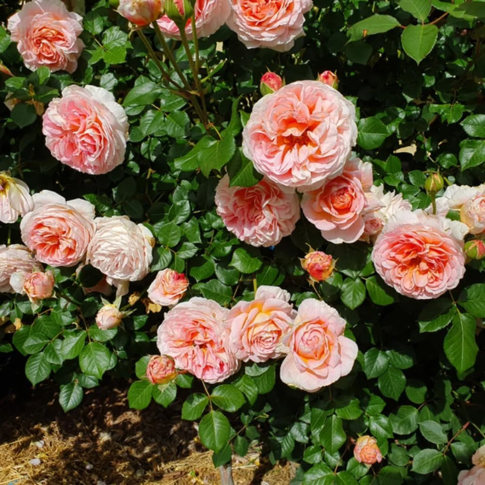 English Rose