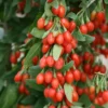 Goji Berry Plants Live - Pack of 2 Goji Berry Bushes for Planting, 4-10 inch Ready to Plant