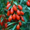Goji Berry Plants Live - Pack of 2 Goji Berry Bushes for Planting, 4-10 inch Ready to Plant