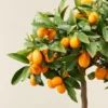 Kumquat Tree Live Plant Grafted 2 Feet Potted Large Sweet Fruit Well Rooted for Outdoor Garden