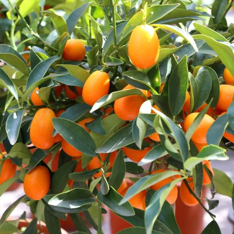 Kumquat Tree Live Plant Grafted 2 Feet Potted Large Sweet Fruit Well Rooted for Outdoor Garden
