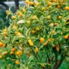 Kumquat Tree Live Plant Grafted 2 Feet Potted Large Sweet Fruit Well Rooted for Outdoor Garden