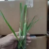 Lemon Grass Plants Live Outdoor 15 Pack Well Rooted 4-8 Inch Tall Lemongrass Starter Plants for Indoor Outdoor Planting