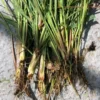 Lemongrass Plants Live - 15 Pack, Established Roots, Outdoor/Indoor Perennial, Zones 9-11