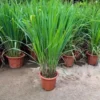 Lemongrass Plants Live Stalks 25 Pack Well Rooted Perennial Indoor Outdoor Starter 3-7 Inches Tall