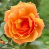 Orange Hybrid Tea Rose Bush Live Plant - 5-9 Inch Tall Fragrant Flowers - Well-Rooted 1 Year Old