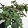 Plectranthus Swedish Ivy Live Plants - 2 Pack, 4-6