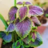 Plectranthus Swedish Ivy Live Plants - 2 Pack, 4-6