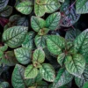 Plectranthus Swedish Ivy Live Plants - 2 Pack, 4-6
