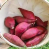 Red Sweet Potato Slips 10 Pack Live Cuttings - Edible Garden & Ornamental Vine