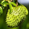 Soursop Guanabana Live Plant 5-9 Inch Sweet Soursop Tree Seedling for Planting