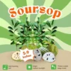 Soursop Guanabana Live Plant 5-9 Inch Sweet Soursop Tree Seedling for Planting