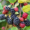 Thornless Blackberry Plants Live for Planting, 5-8 Inch Tall Fruit Bushes