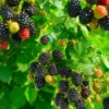 Thornless Blackberry Plants Live for Planting, 5-8 Inch Tall Fruit Bushes