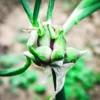 Walking Onion Plants 10 Pack Live Hardy Perennial Vegetable for Outdoor Planting