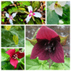 20 Mixed Color Trillium Flowers - Wood Lily Roots