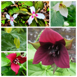 20 Mixed Color Trillium Flowers - Wood Lily Roots