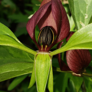 20 Purple Prairie Trillium Flowers - Wood Lily Roots